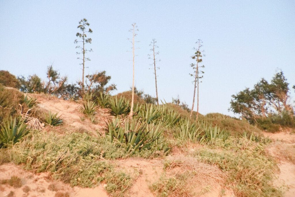 agave