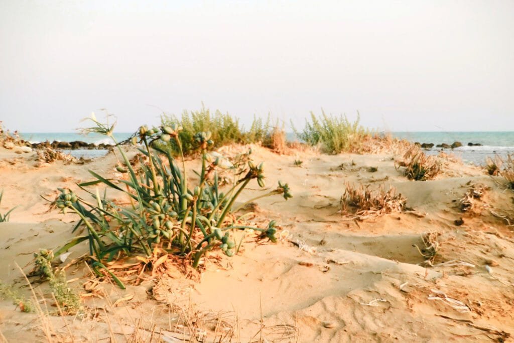 sea side